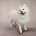 Handmade Custom Pet Plush Portrait Dog – Crafted Tribute to Your Beloved Pet