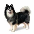 Custom 3D Needle Felted Dog Replica - Personalized Stuffed Animal from Your Pet's Photos