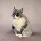 Custom 3D Felt Cat Sculptures - Realistic Cat Replicas From Photos