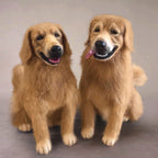Custom 3D Needle Felted Dog Replica - Personalized Stuffed Animal from Your Pet's Photos